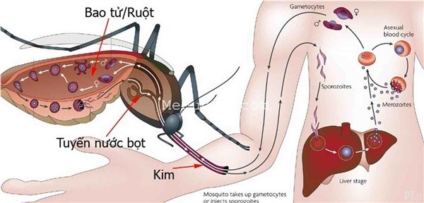 PT images